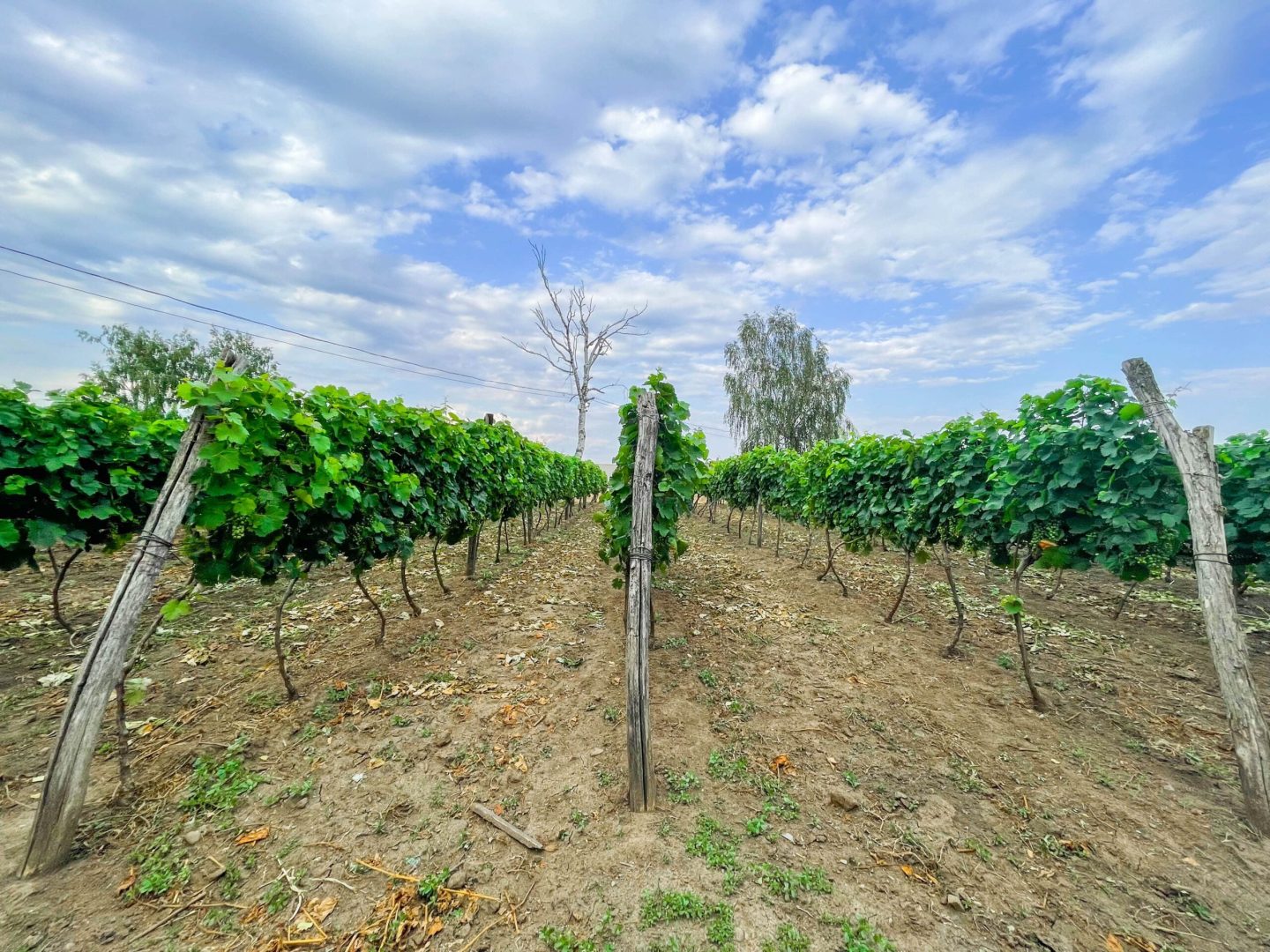 Ahinora-vineyards-min-scaled